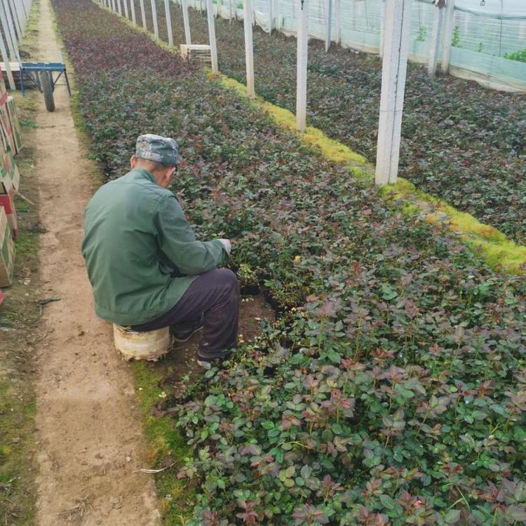 月季小苗  月季批发  月季基地  月季价格