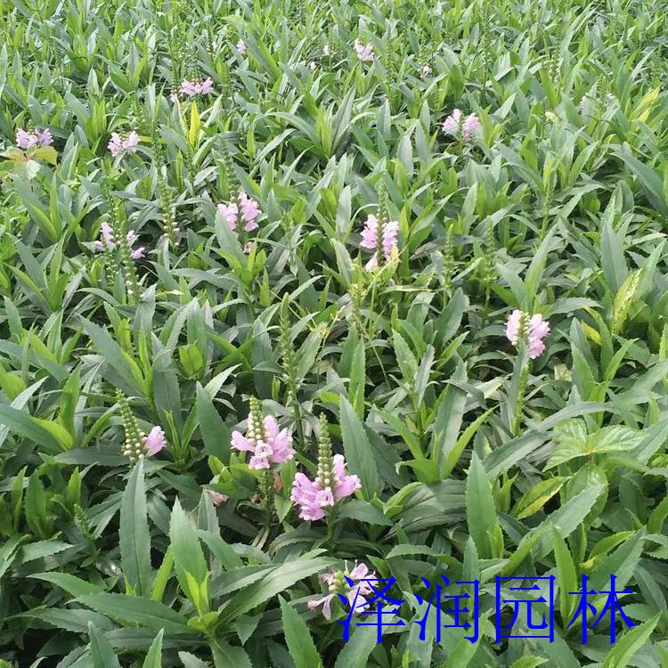 假龙头电话咨询 蜀葵草花原产地