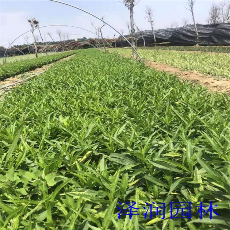 芝麻花基地 紫玉簪草花原产地