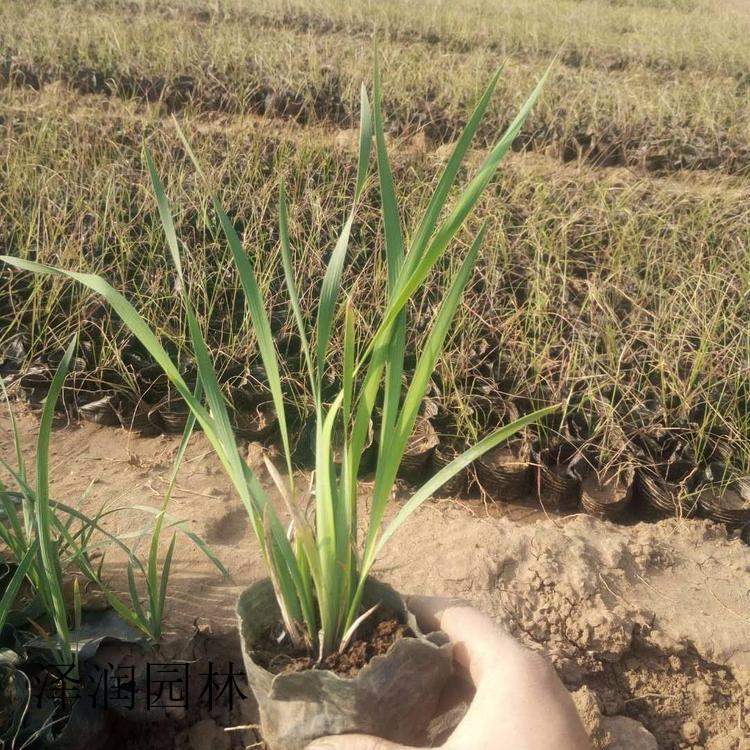 马兰小苗基地 佛甲草草花基地
