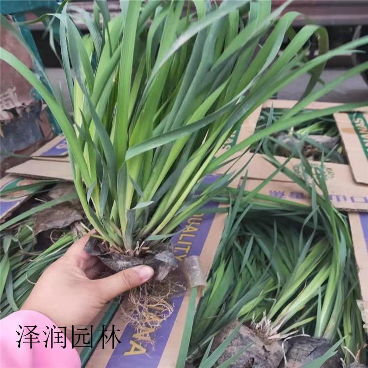 马兰盆苗电话咨询 黄菖蒲草花批发