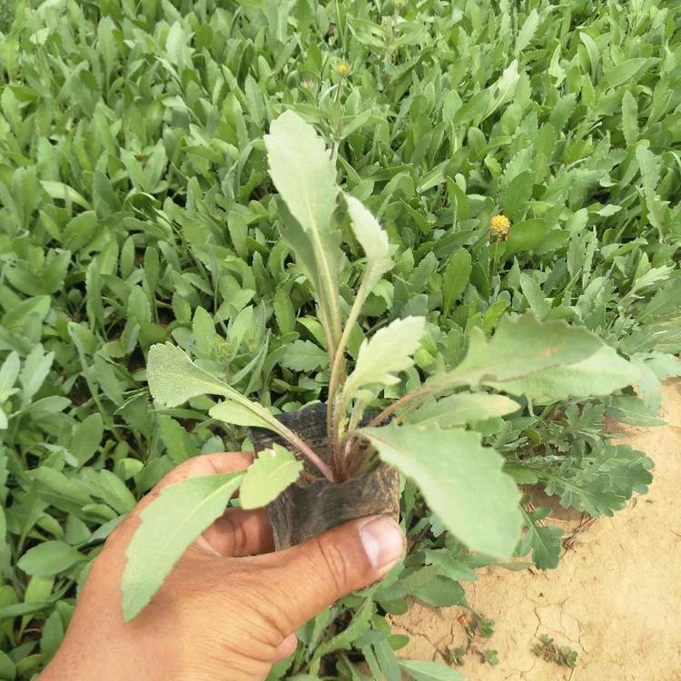 天人菊   天人菊小苗批发
