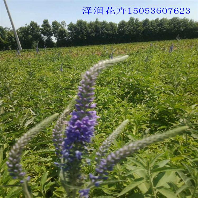 穗花婆婆纳价格实惠 丛生福禄考草花原产地