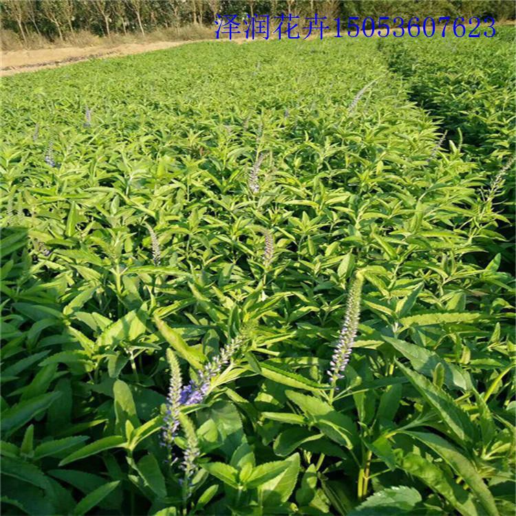 婆婆纳小苗供应商 柳叶马鞭菊产地