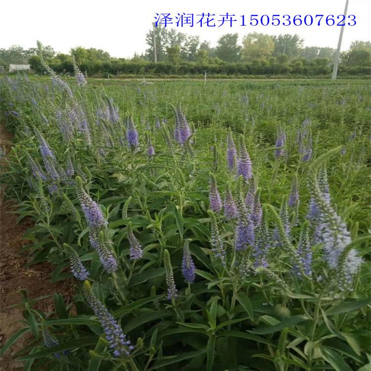 穗花婆婆纳原产地 桔梗草花出售