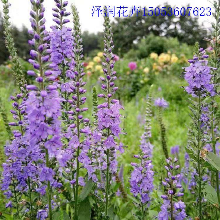 婆婆纳盆苗基地 金娃娃萱草草花原产地