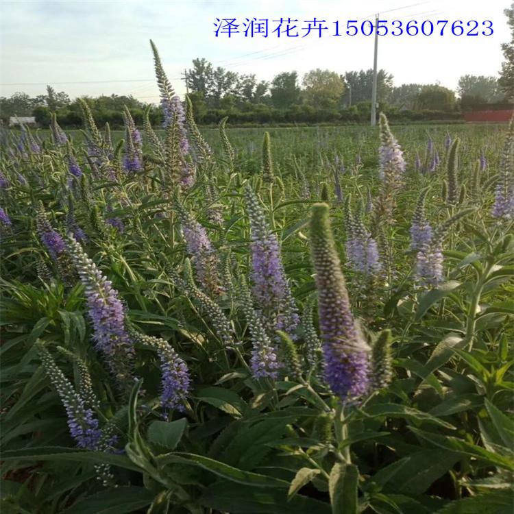 穗花婆婆纳价格实惠 大花福禄考草花价格