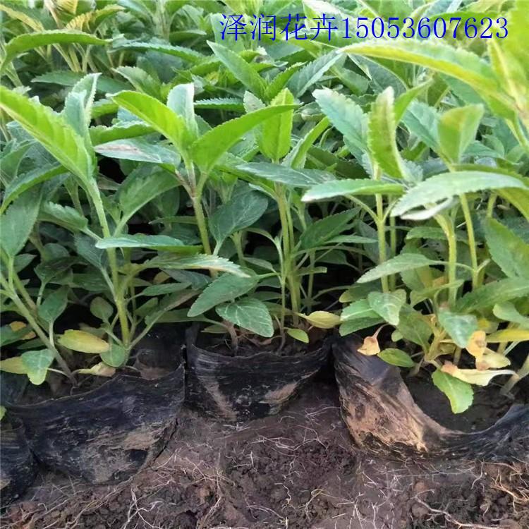 婆婆纳供应商 德国鸢尾草花价格