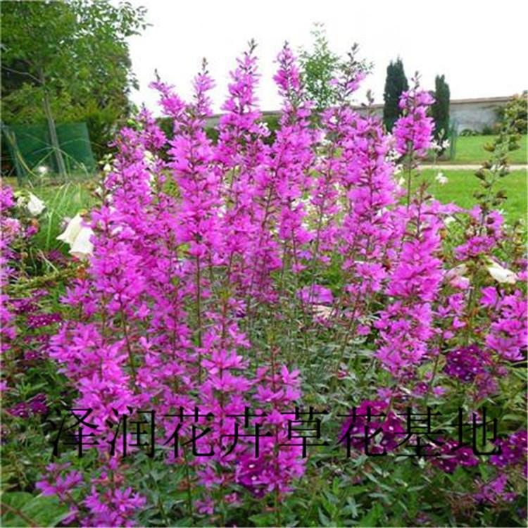 水生千屈菜供应商 西伯利亚燕尾草花原产地