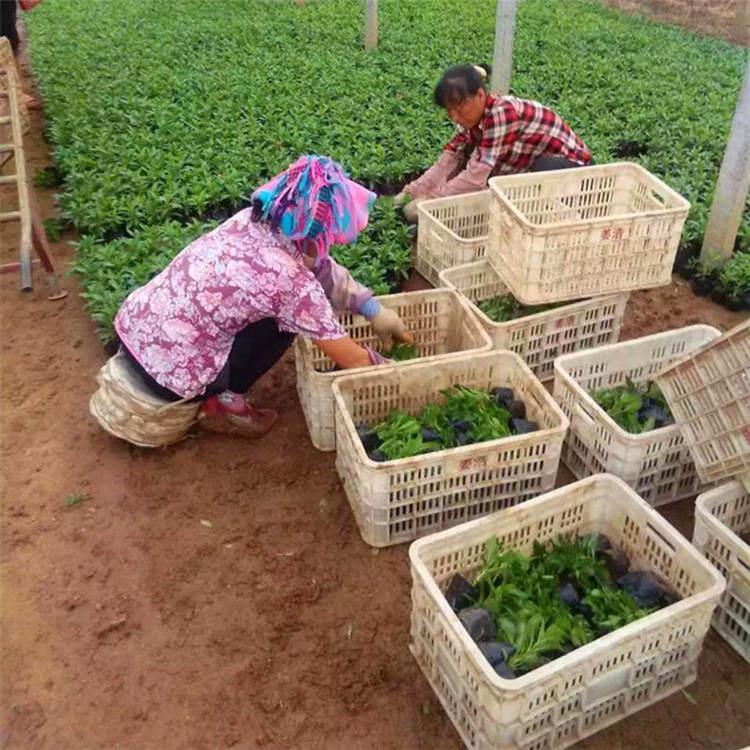 潍坊天人菊 天人菊供应商 现货供应