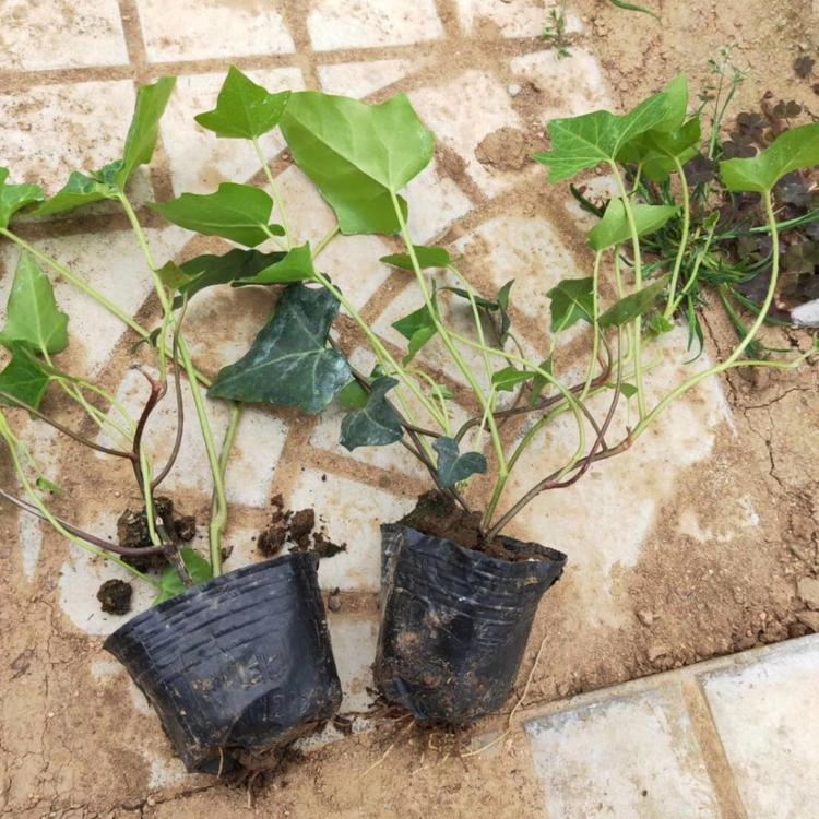常青藤小苗批发 基地供应常春藤杯苗 山东绿化植物种植基地