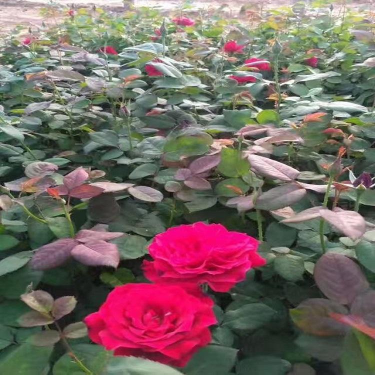 大花月季价格 大花月季批发 山东大花月季价