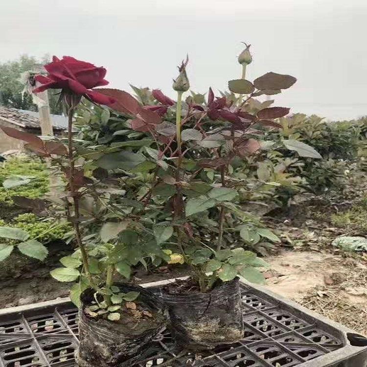 多色大花月季  批发 大花月季 山东大花月季基地