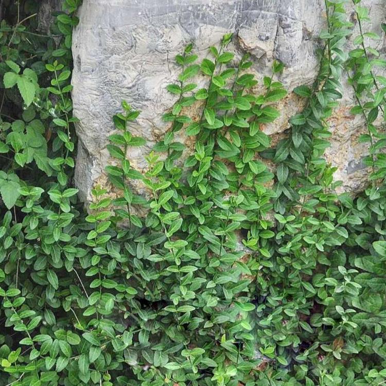 小叶扶芳藤 小叶扶芳藤工程苗 小叶扶芳藤批发价格
