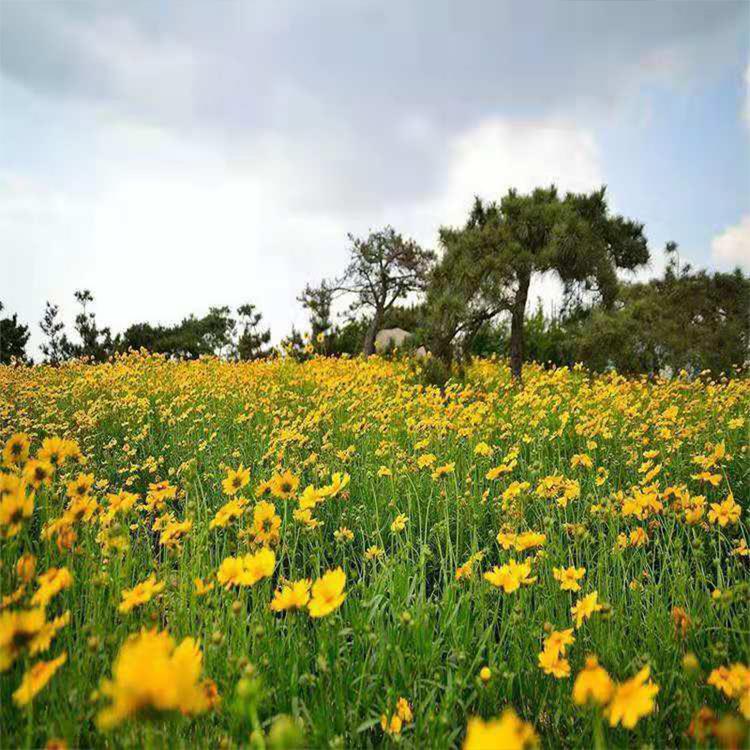 大花金鸡菊 青州花卉苗木种植基地 金鸡菊种植基地 俊宇