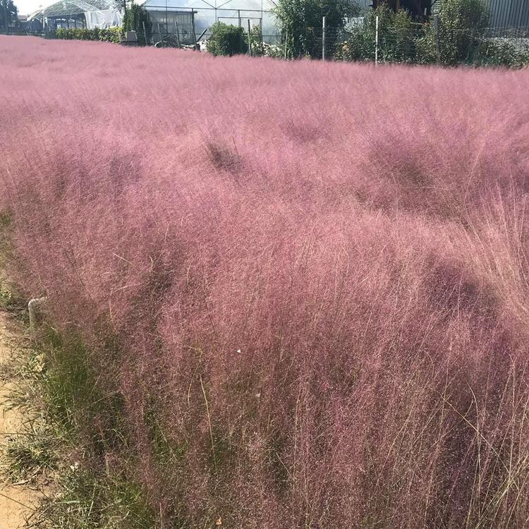 量大从优 山东粉黛乱子草 粉黛乱子草种植基地