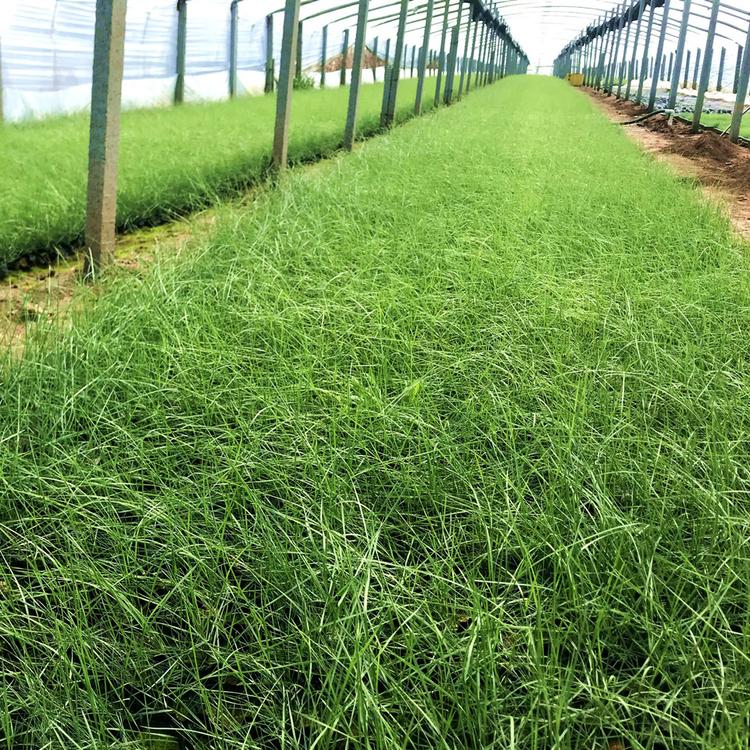 青州粉黛乱子草 欢迎来电 粉黛乱子草种植基地