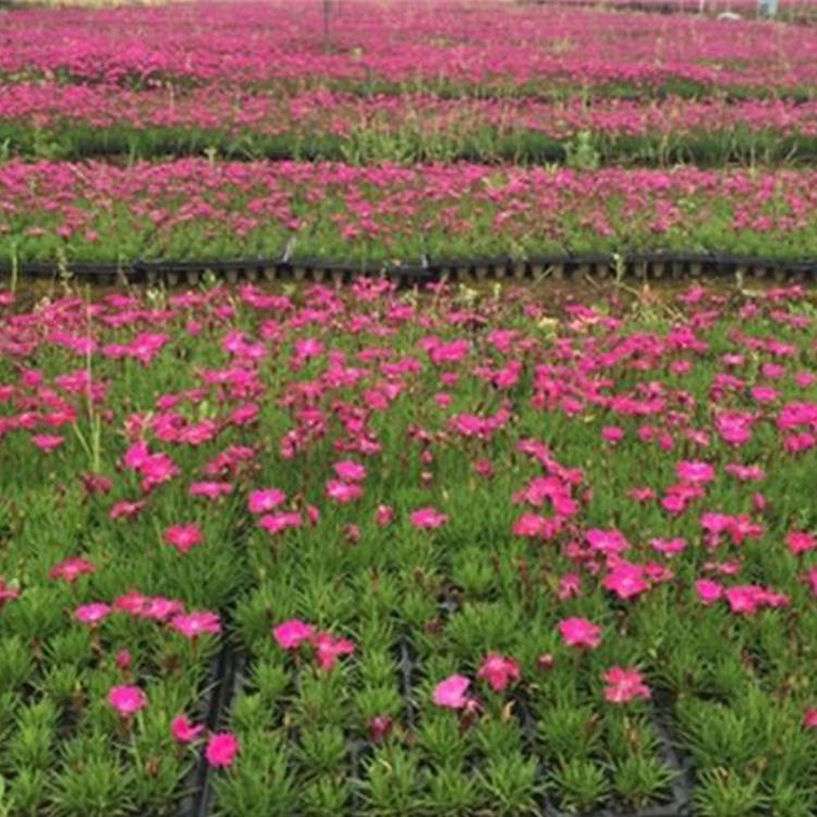 供应欧石竹 开春预定苗欧石竹苗 山东草花基地