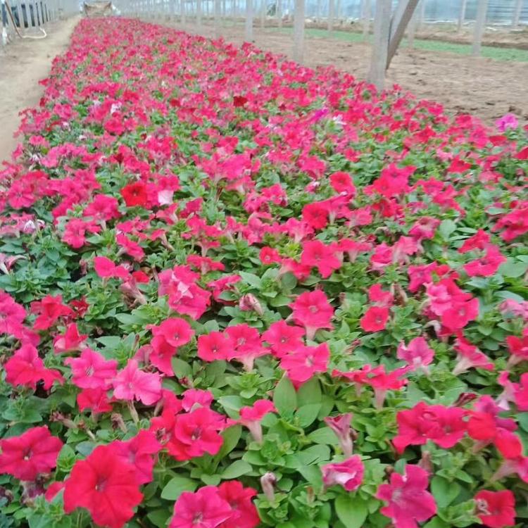 矮牵牛基地 矮牵牛价格