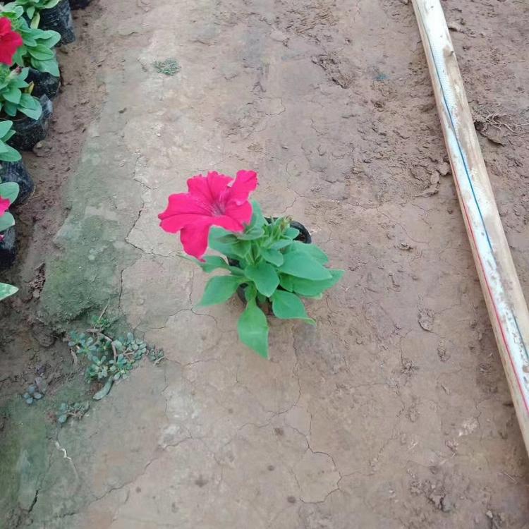 批发基地矮牵牛花.矮牵牛