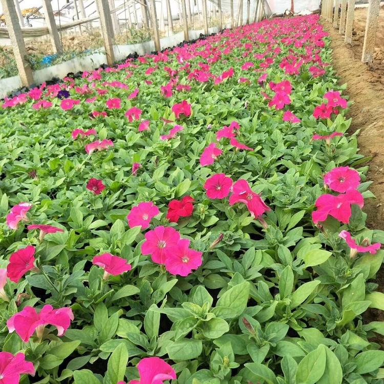 供应矮牵牛 批发销售矮牵牛种子 矮牵牛花种子 茗健花卉