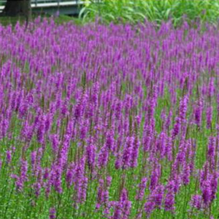 园林景观花卉千屈菜 山东千屈菜基地供应 忠浩花卉园林景观花卉千屈菜