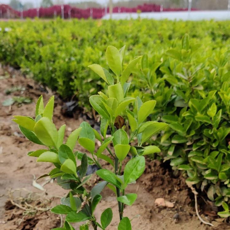 卫矛价格 找青州万亩花田 卫矛基地大量供应