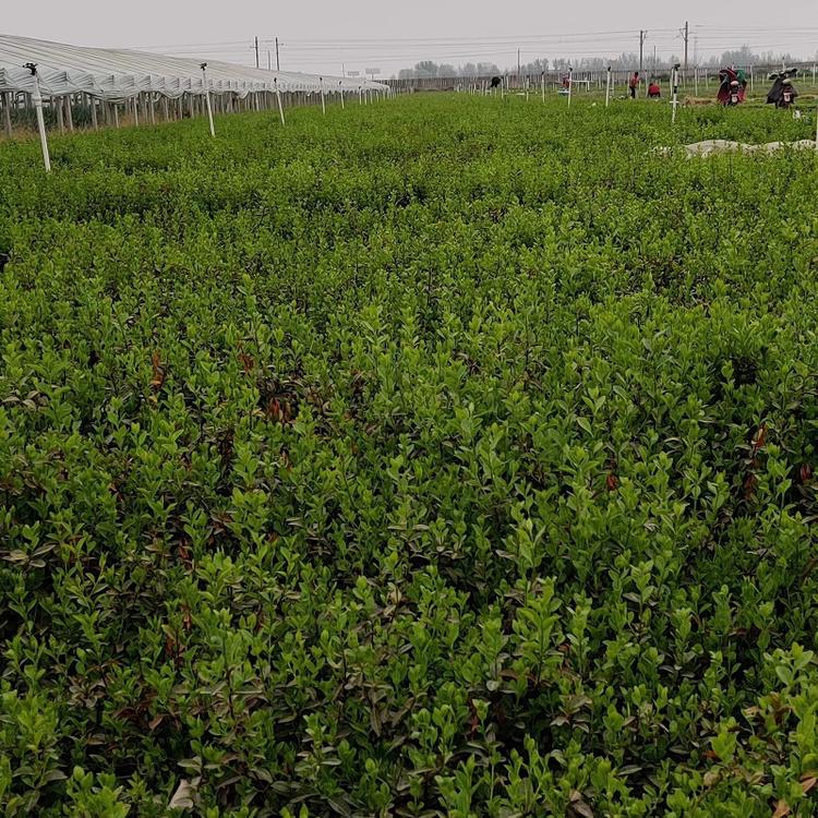 小叶扶芳藤基地 大量批发小叶扶芳藤 价格优惠 咨询万亩花田