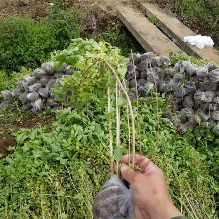 金银木价格 金银木批发基地 金银木