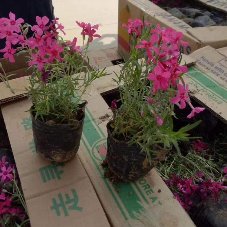 丛生福禄考价格 芝樱价格 丛生福禄考供应 丛生福禄考报价