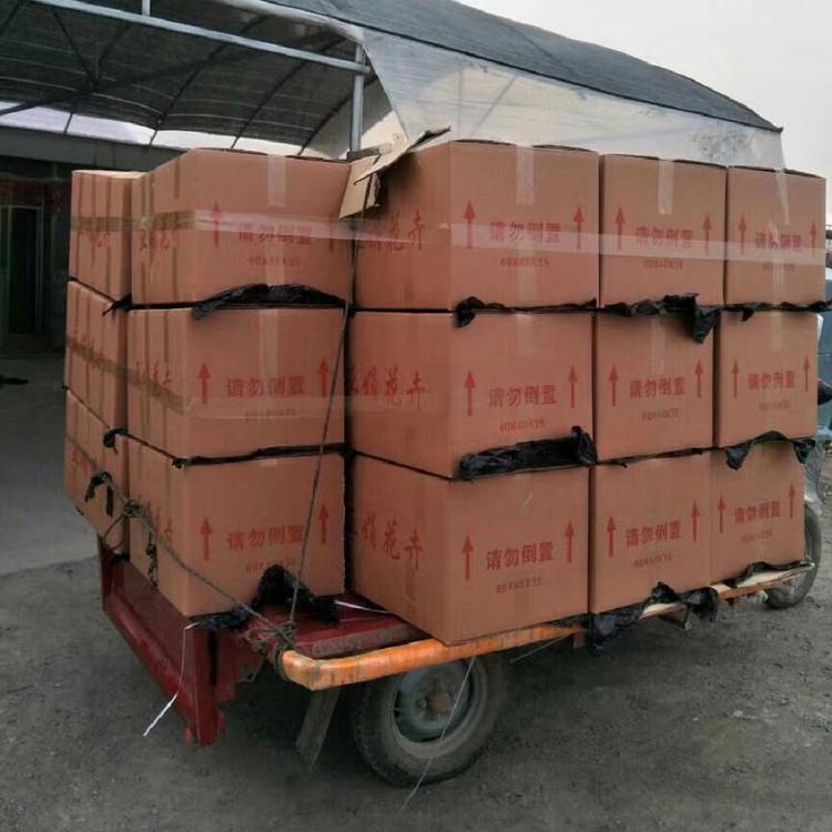 山东丽格海棠报价  丽格海棠报价  山东丽格海棠供应商