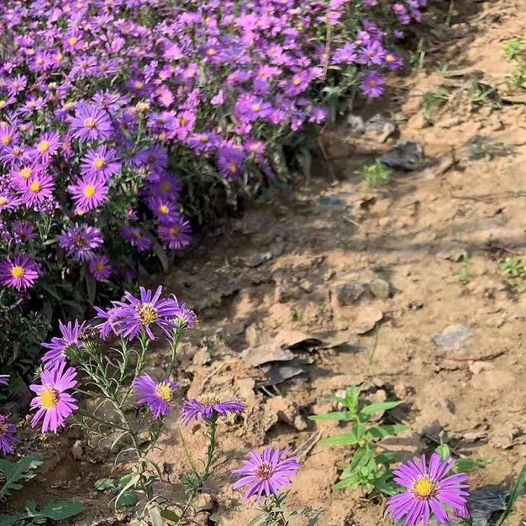 山东紫苑供应商  紫苑报价  紫苑种植基地