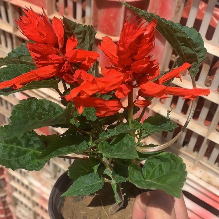 山东一串红 一串红基地 一串红种植基地