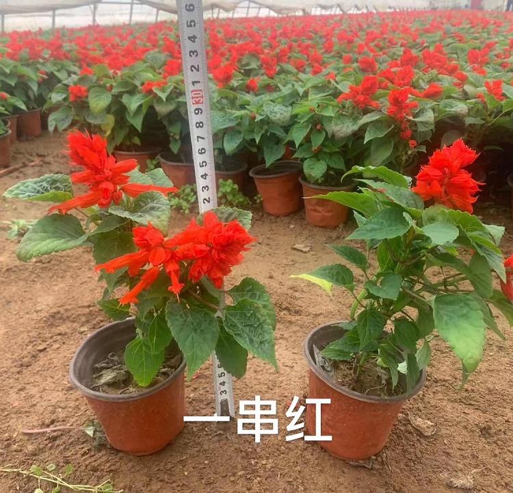 欢迎咨询 一串红价格 一串红种植基地 一串红基地