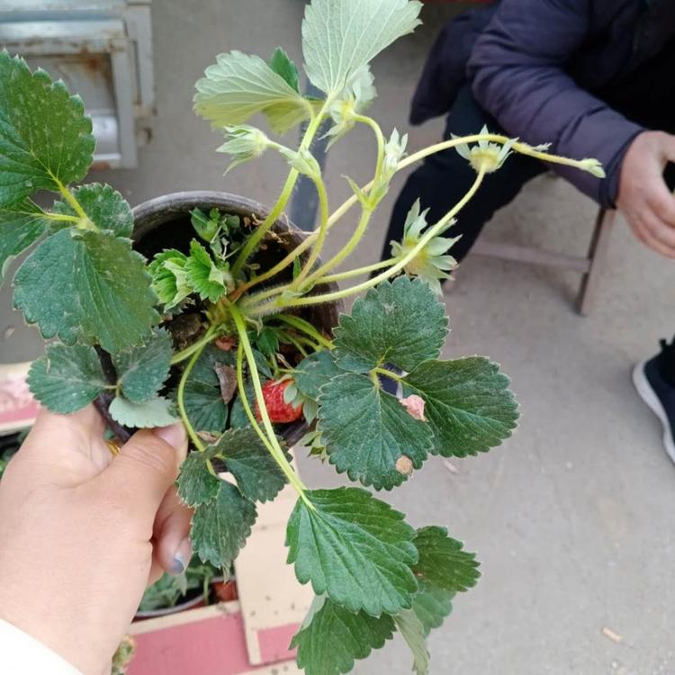 草莓苗基地 苗圃直供盆栽草莓苗 山东盆栽草莓苗