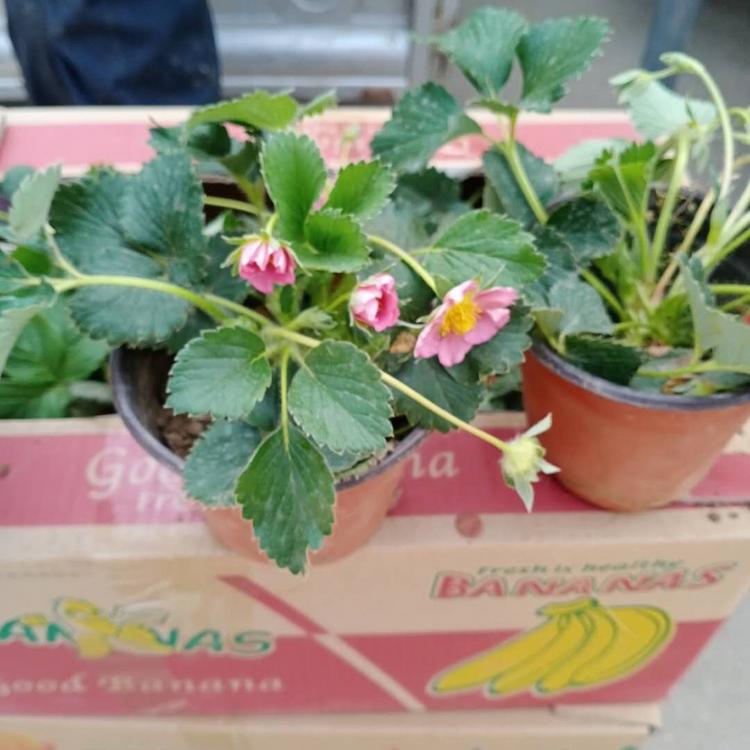 青州盆栽草莓苗 价格优惠 盆栽草莓苗 草莓苗批发