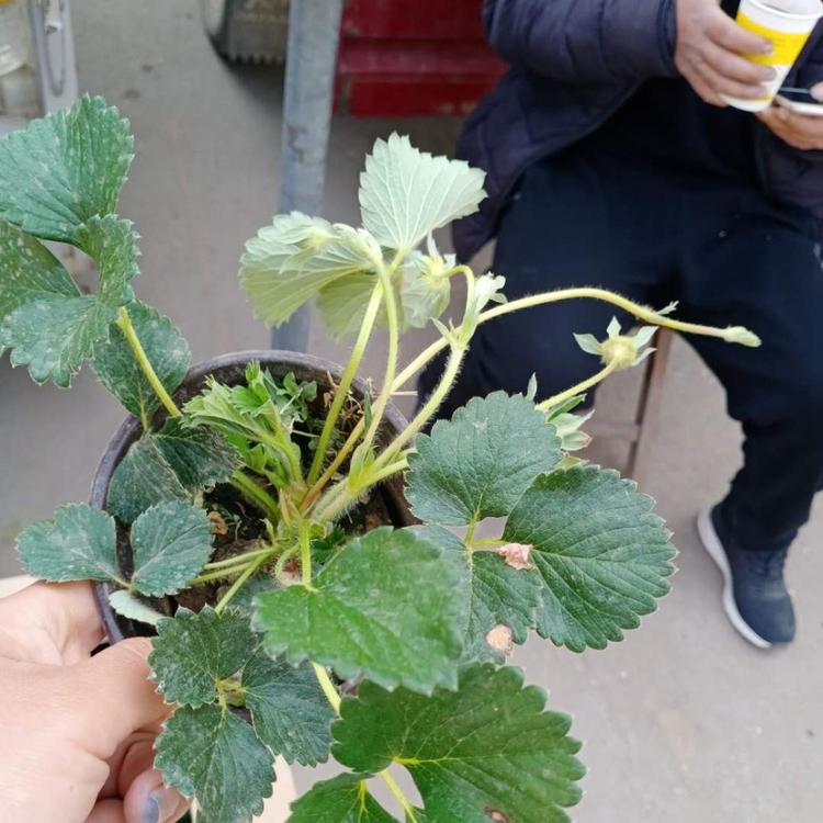 草莓苗基地 大量批发盆栽草莓苗 青州盆栽草莓苗