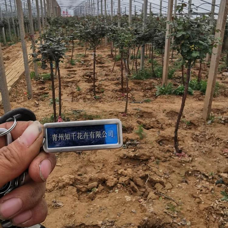 月季树批发    月季树批发直销