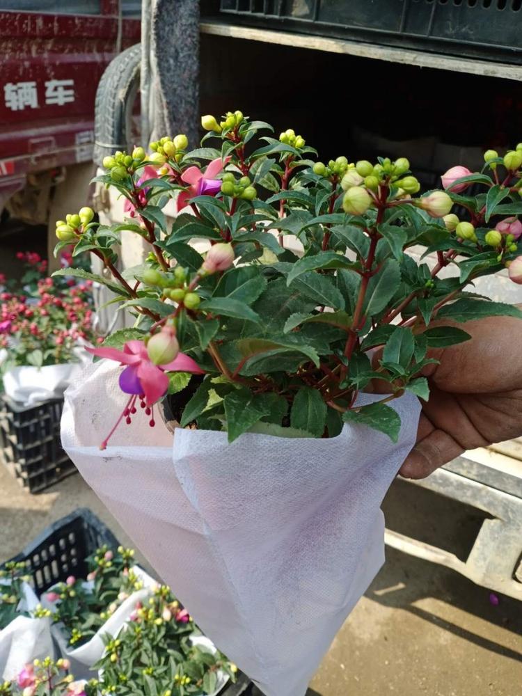 倒挂金钟基地 青州宿根草花批发 现货供应 观赏花卉倒挂金钟