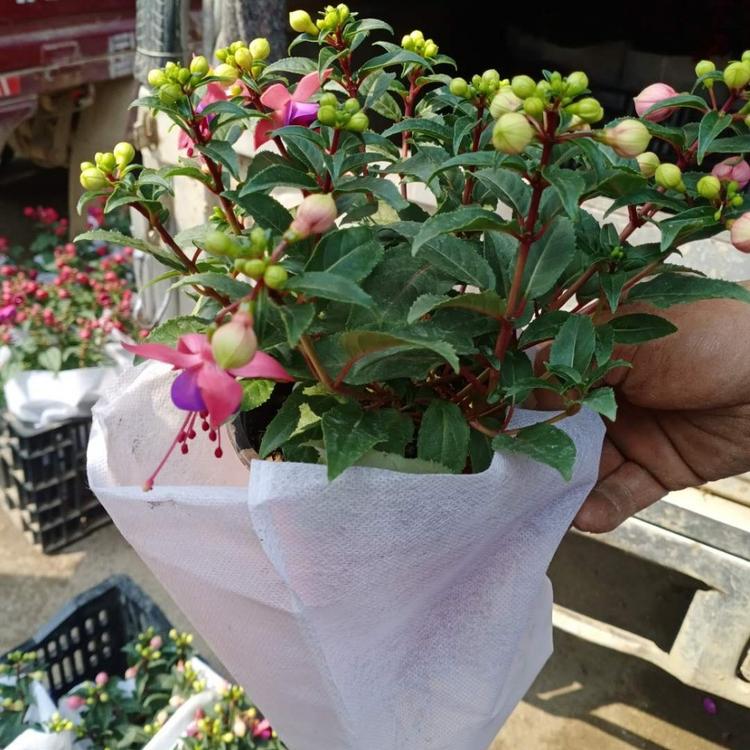 观赏花卉倒挂金钟 山东草花基地 基地供应 倒挂金钟基地