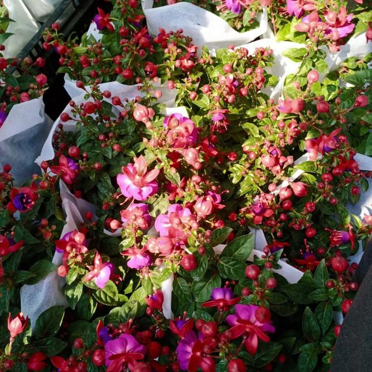 批发基地倒挂金钟苗 青州宿根草花批发 倒挂金钟批发