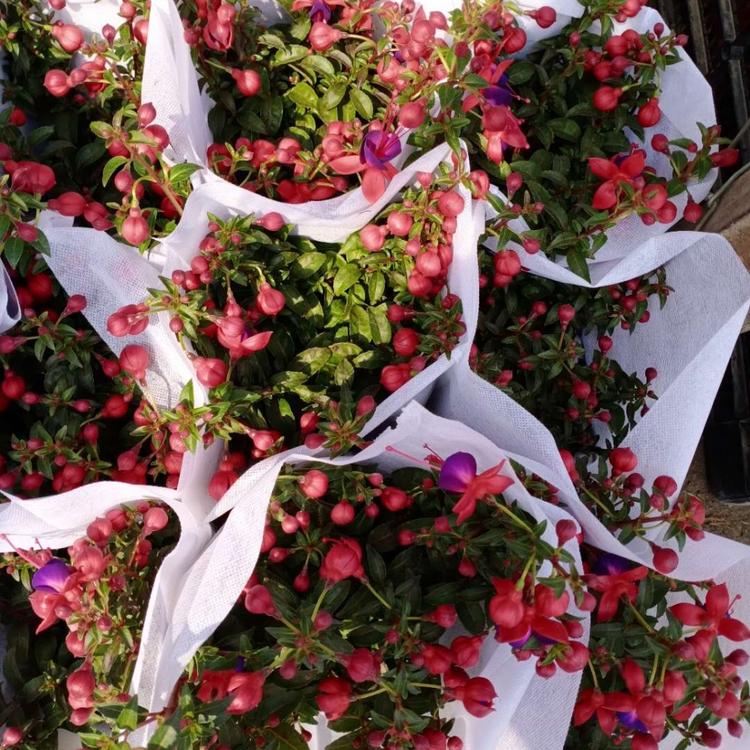 倒挂金钟苗 青州宿根草花批发 现货供应 倒挂金钟批发