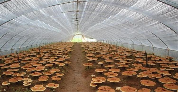 养殖大棚 冬暖式蔬菜大棚双拱双膜温室大棚蔬菜种植温室农用大棚