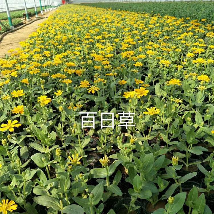 量大从优 百日草苗培育基地 青州百日草苗