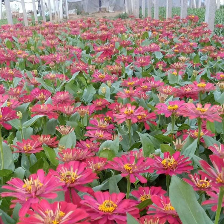 批发采购百日草【荐】春彩花卉 盆栽百日菊花苗批发基地
