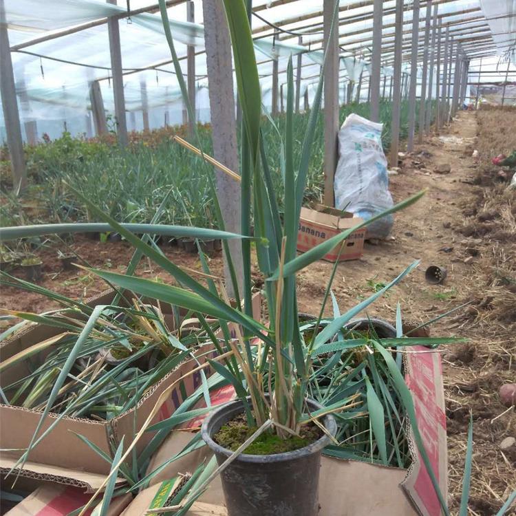 蓝滨麦杯苗 应季苗木 山东草花批发 蓝冰麦批发
