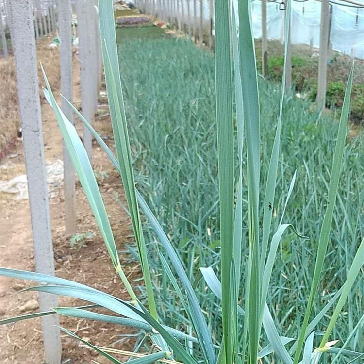 青州批发草花 蓝冰麦种植基地 苗圃基地批发蓝滨麦