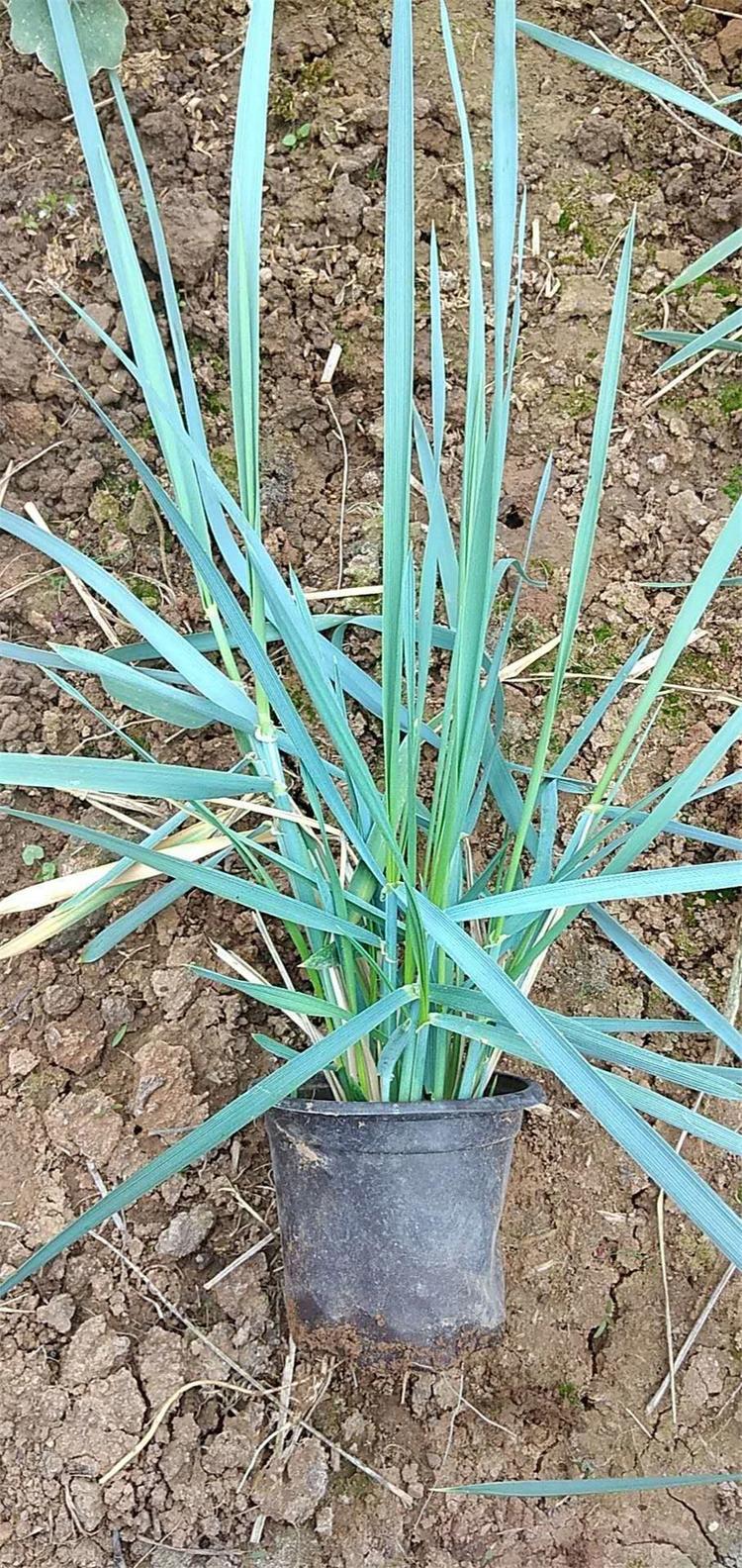 山东草花批发 蓝冰麦种植基地 苗圃基地批发蓝滨麦