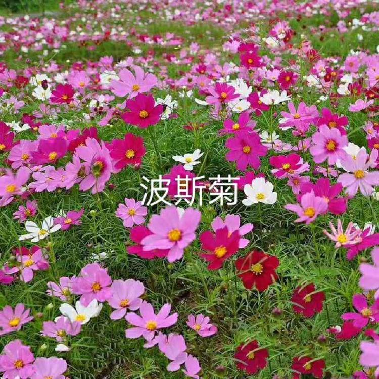 欢迎咨询 青州波斯菊 波斯菊供货商