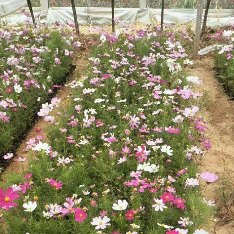 现货供应 潍坊波斯菊 波斯菊基地